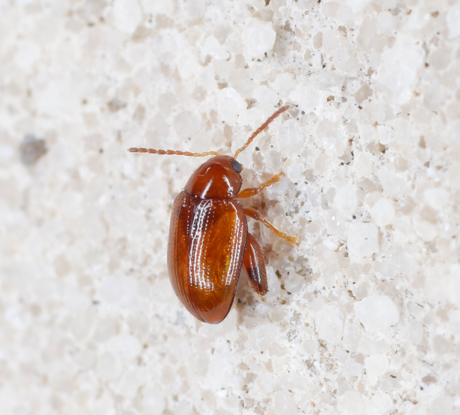 Chrysomelidae: Psylliodes cfr. luteola